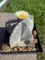 Preview: Astrophytum myriostigma